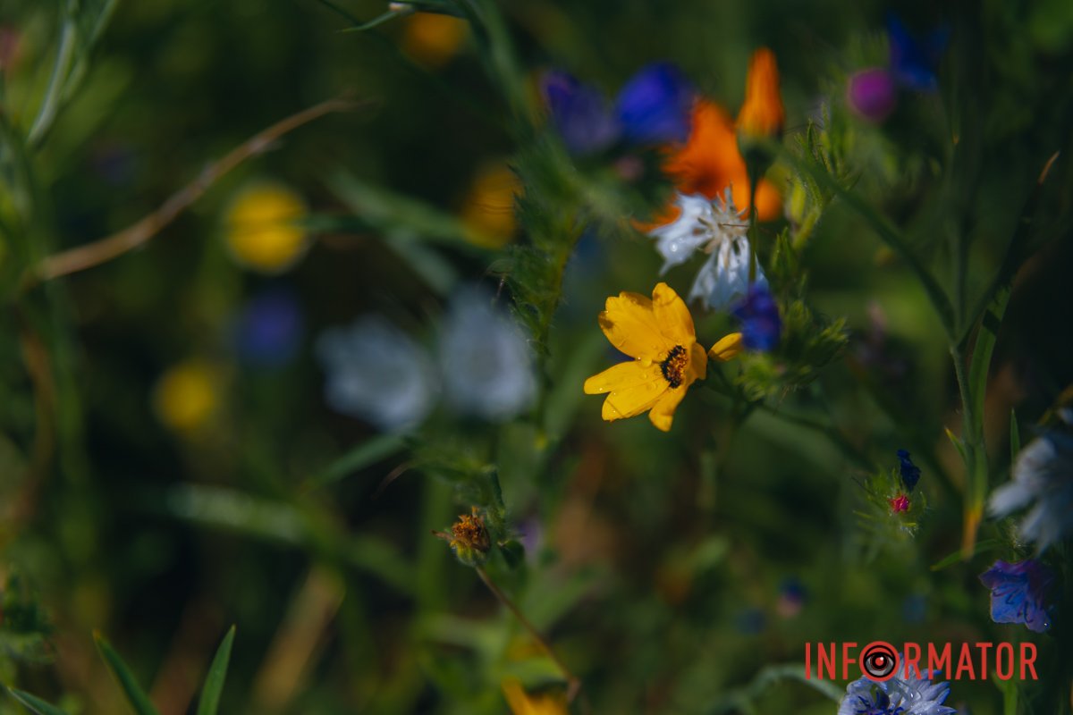 У парку імені Лазаря Глоби