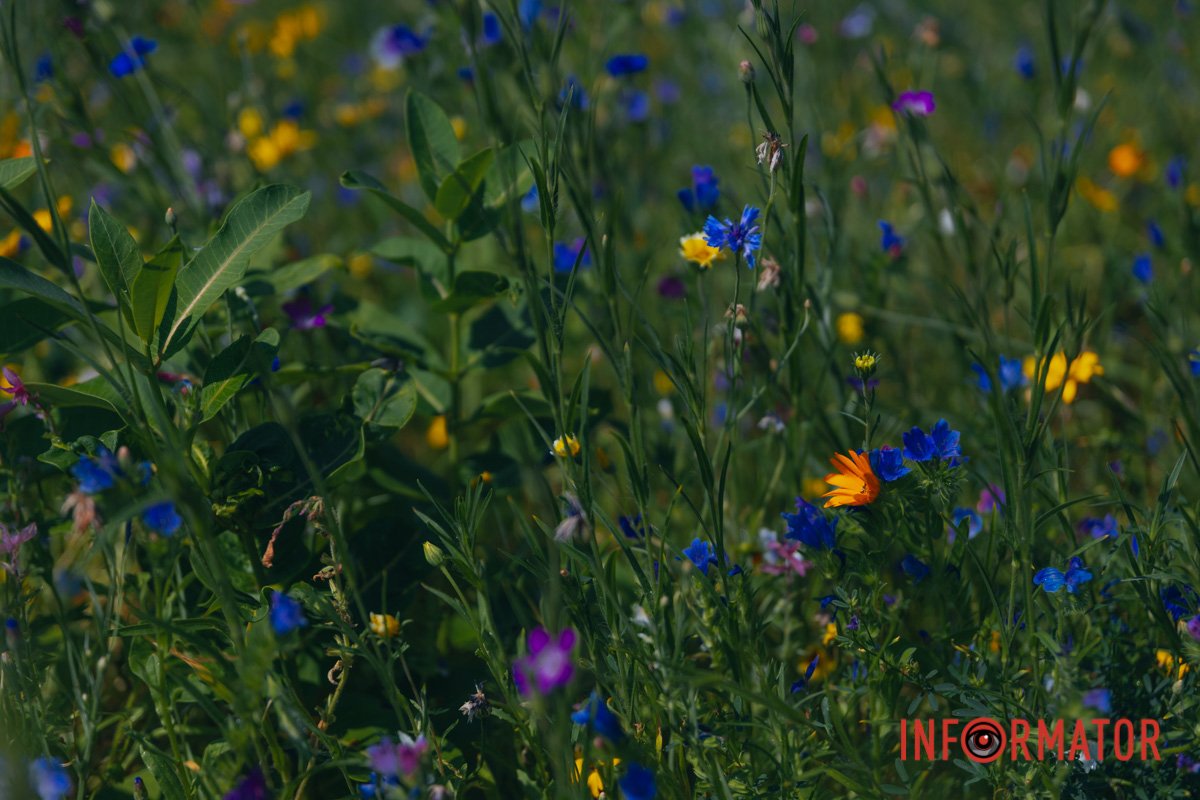 У парку культури та відпочинку імені Шевченка
