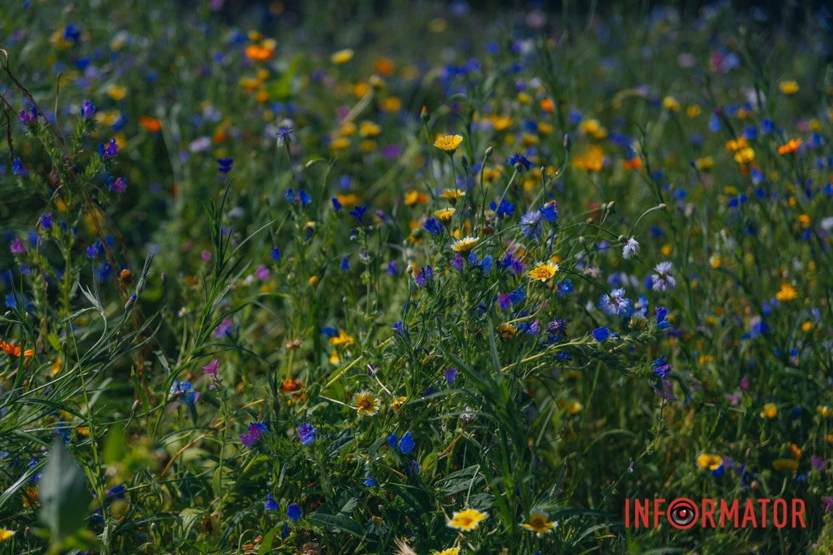 Галявини можна побачити у Дніпрі на трьох локаціях