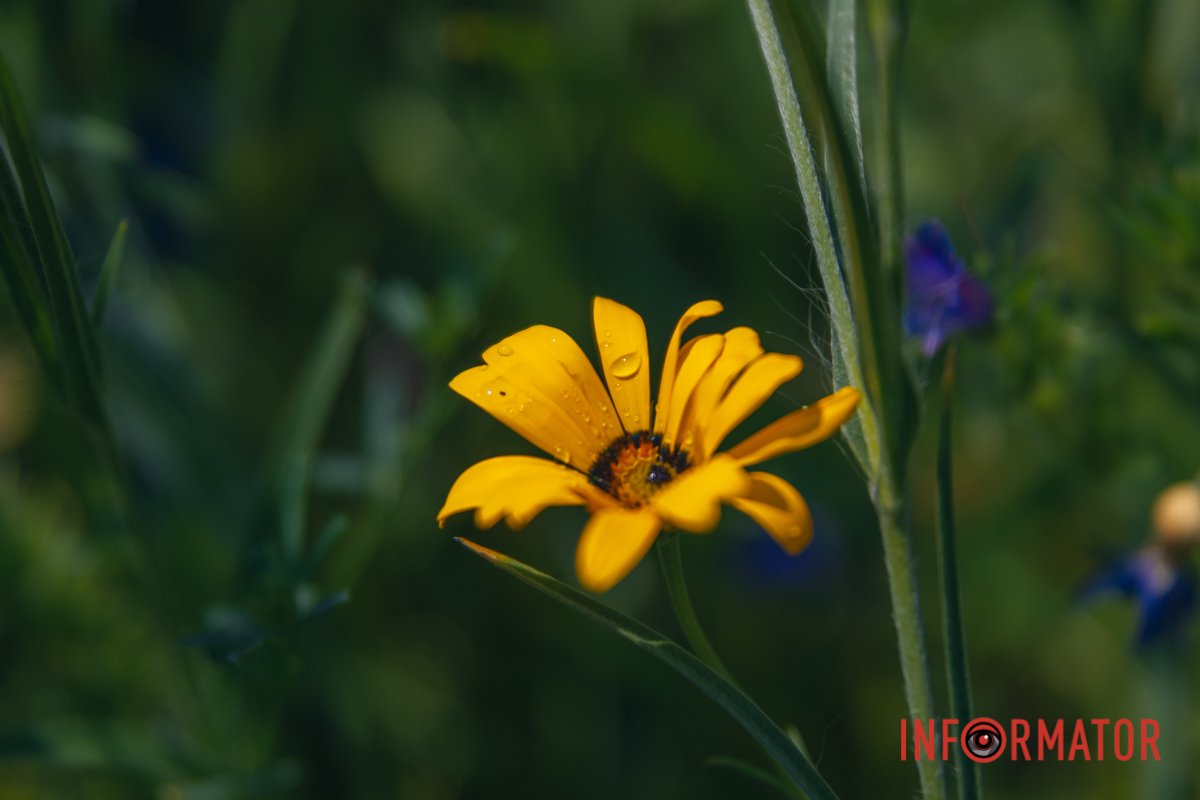 Суміш класичного газонного насіння та різних дикорослих квітів