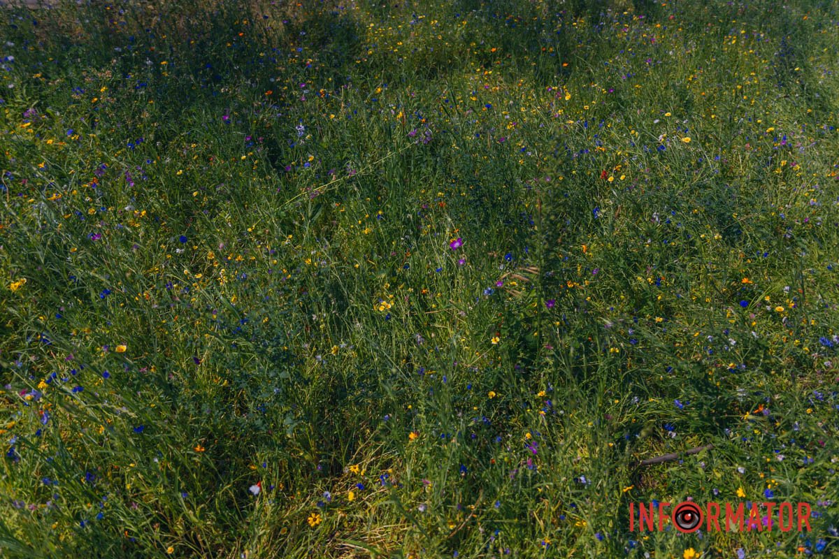 Незвичний та оригінальний газон 