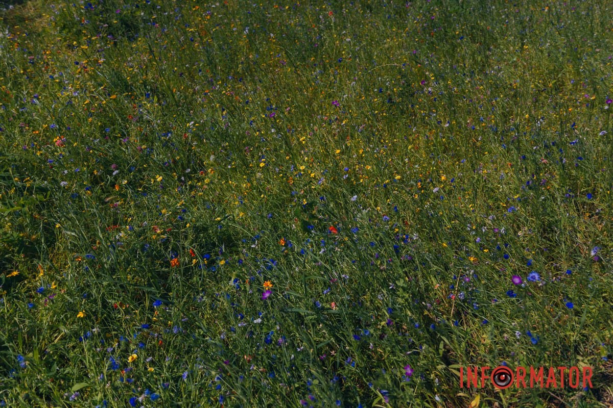 Ромашка, миколайчики сині, тимʼян