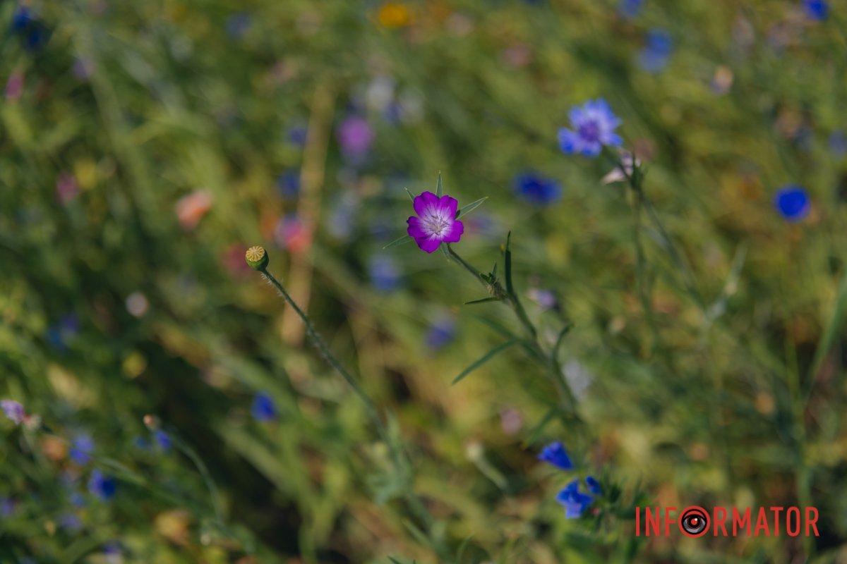 Тут можна побачити волошку польову, льон