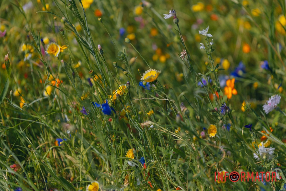 “Мавританський газон”