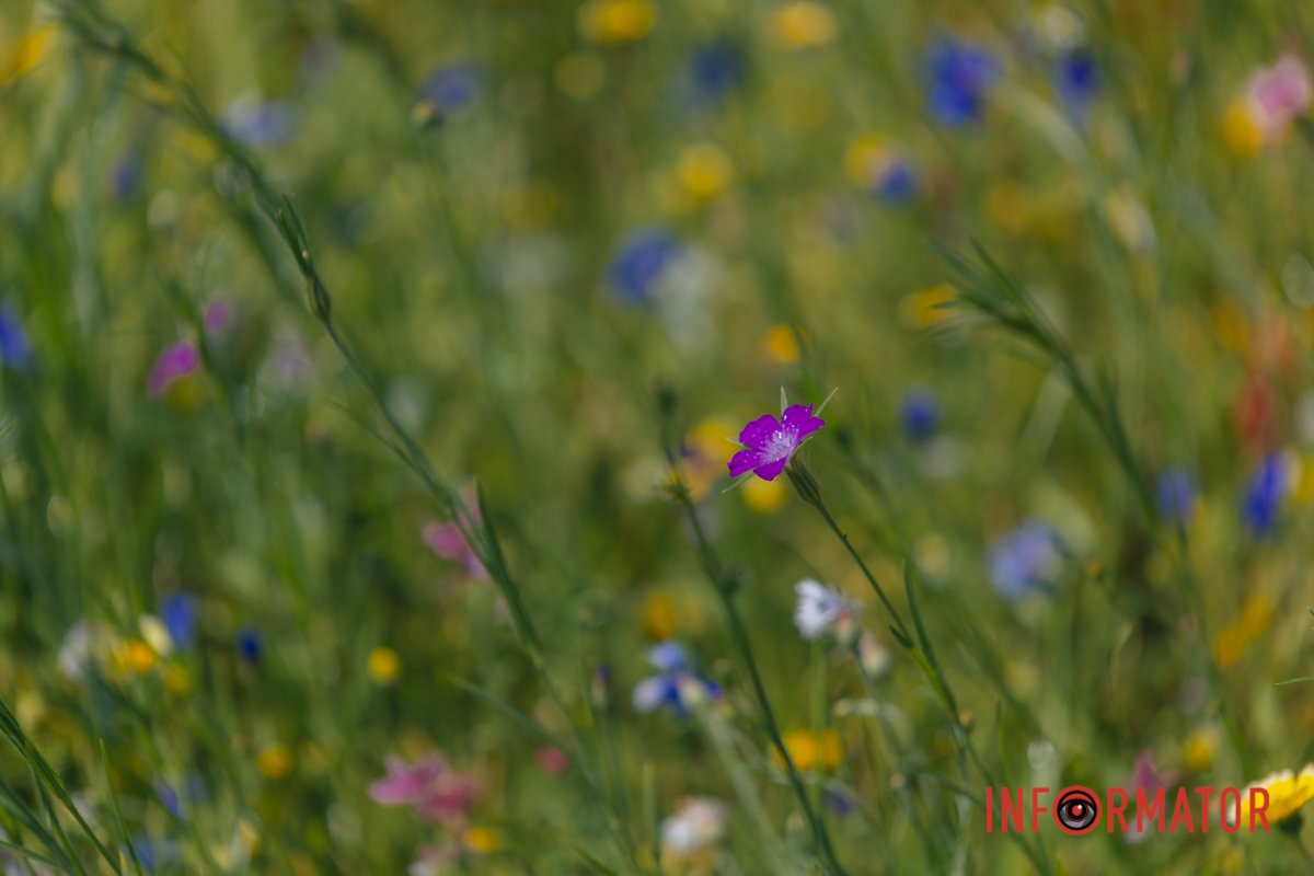 Природа у Дніпрі продовжує дивувати