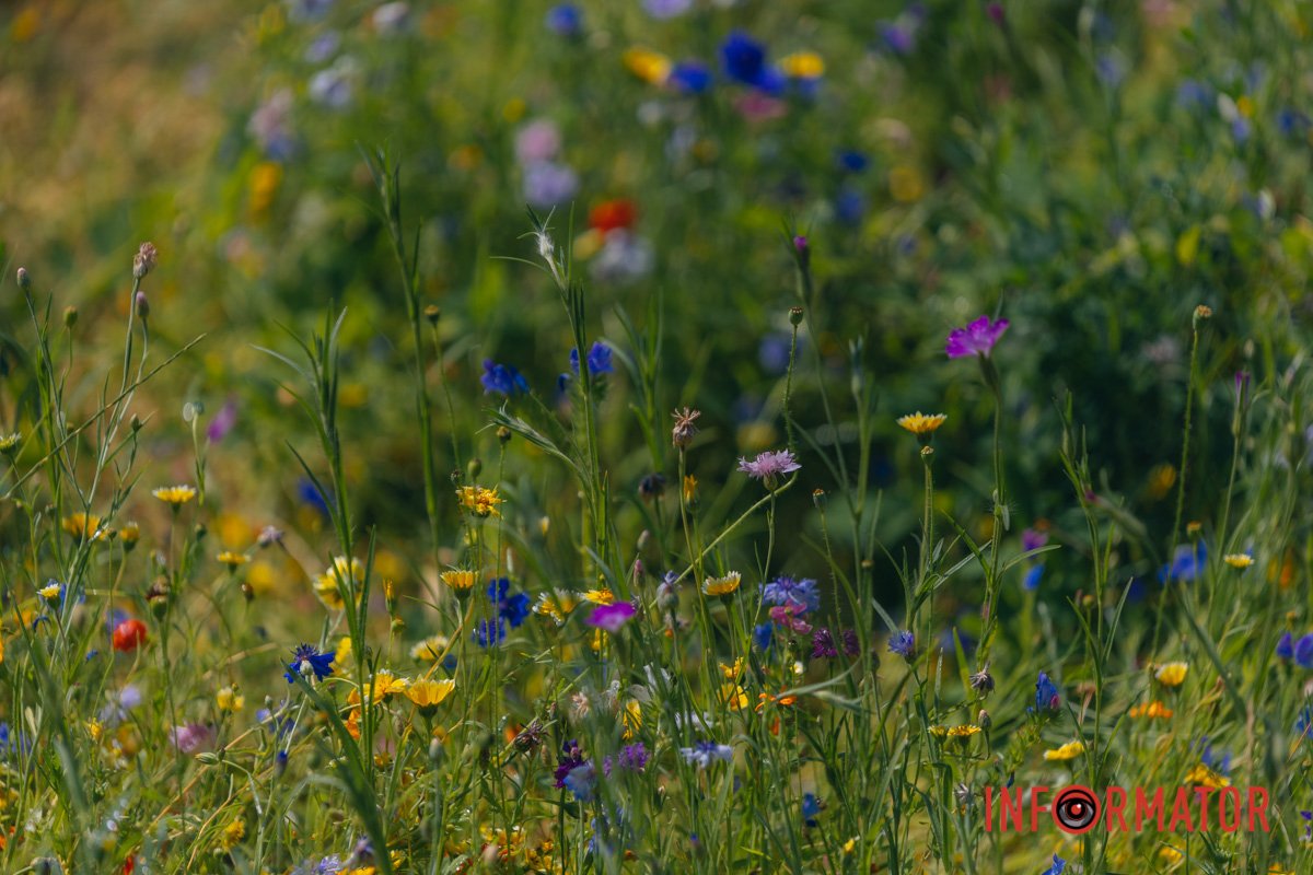 Парки Дніпра вкрилися квітучими килимами