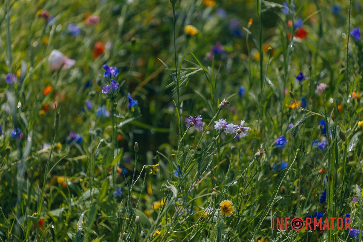 Галявина у патріотичних кольорах