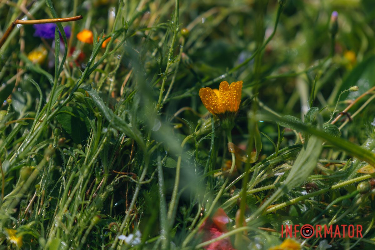 Жовта квітка