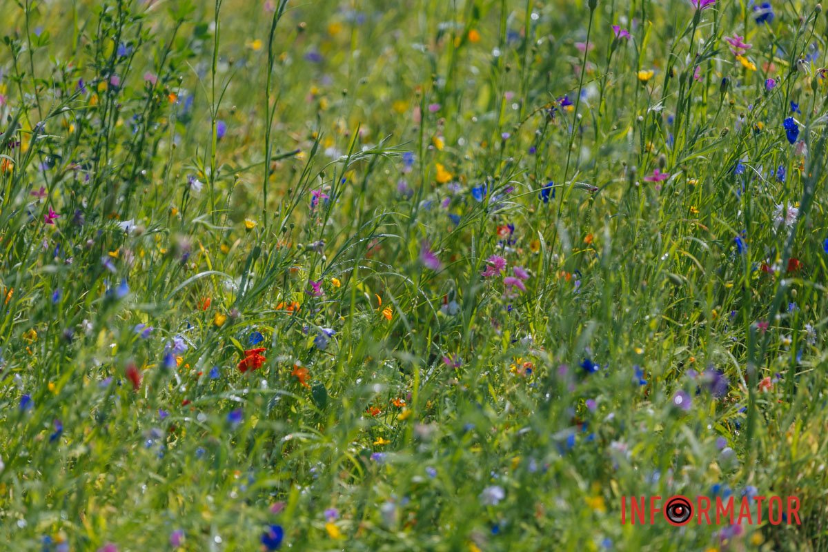 Різноманіття