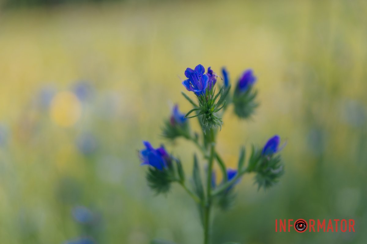 Природнє заспокійливе
