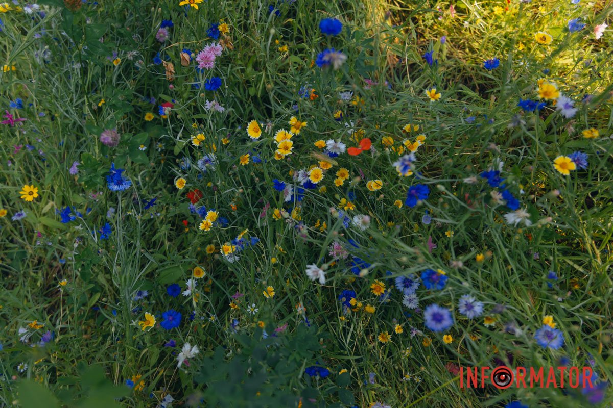 Яка природа дивовижна!