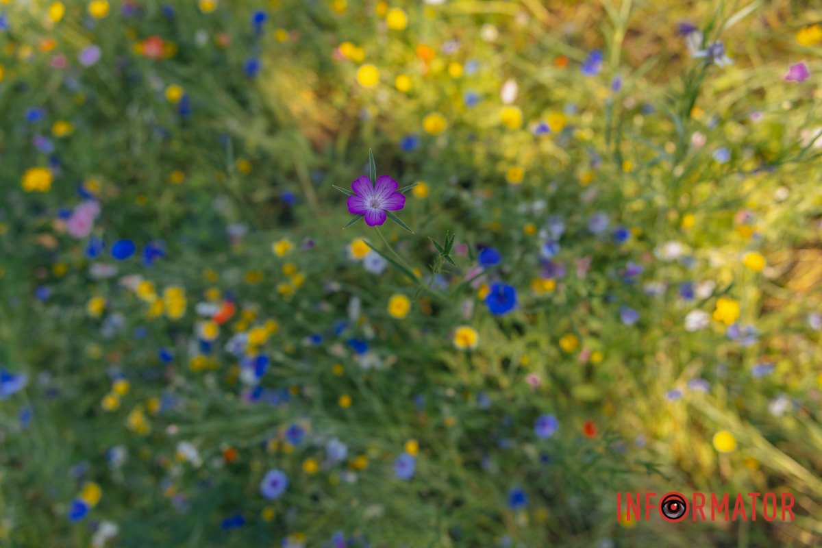 У Дніпрі можна знайти незвичні місця