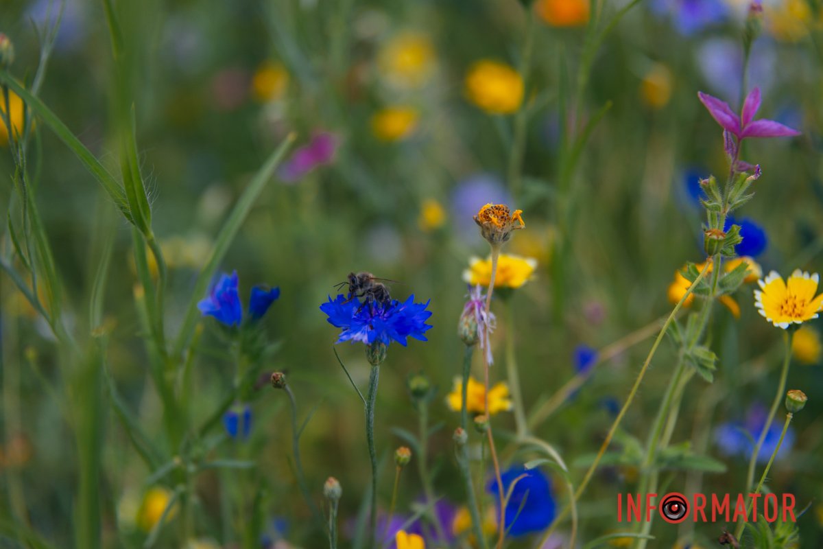 Прекрасне поблизу вас
