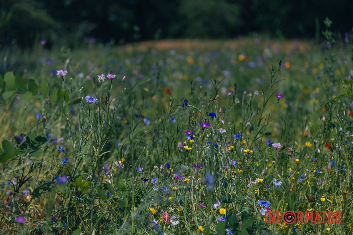 Дніпро квітуче