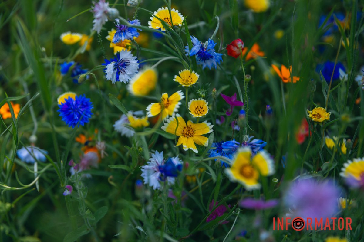 Ми переможемо!