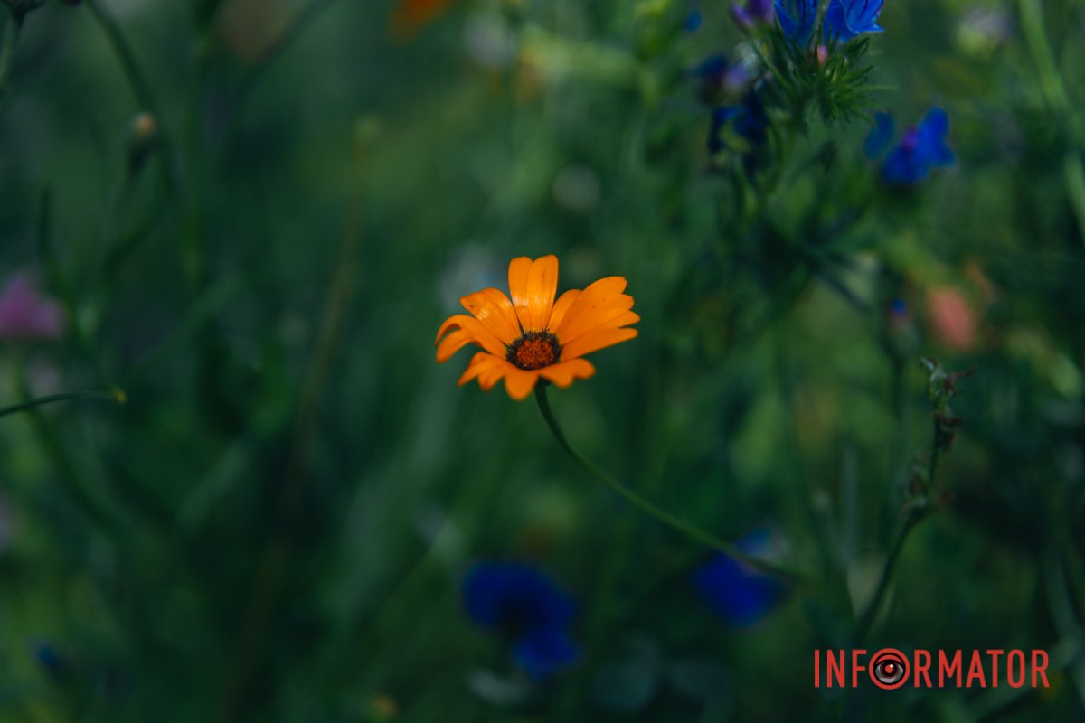 Патріотичні кольори