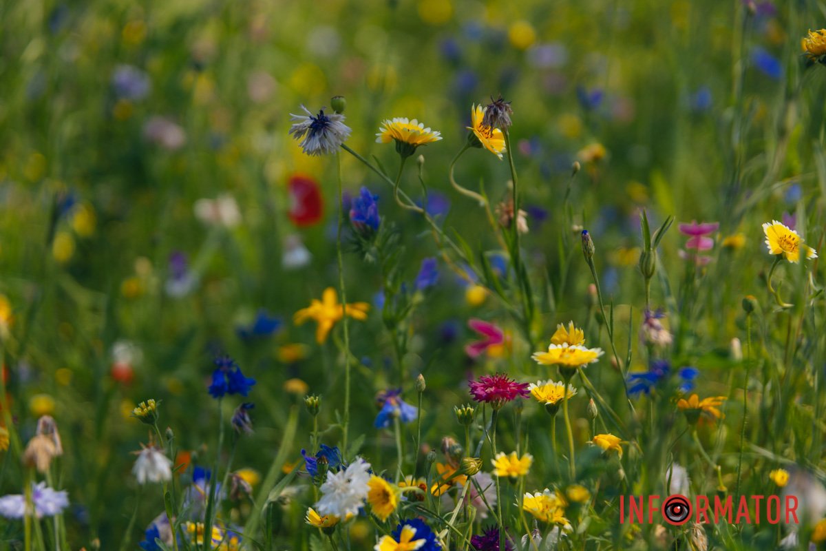 Тут можна зробити красиве фото
