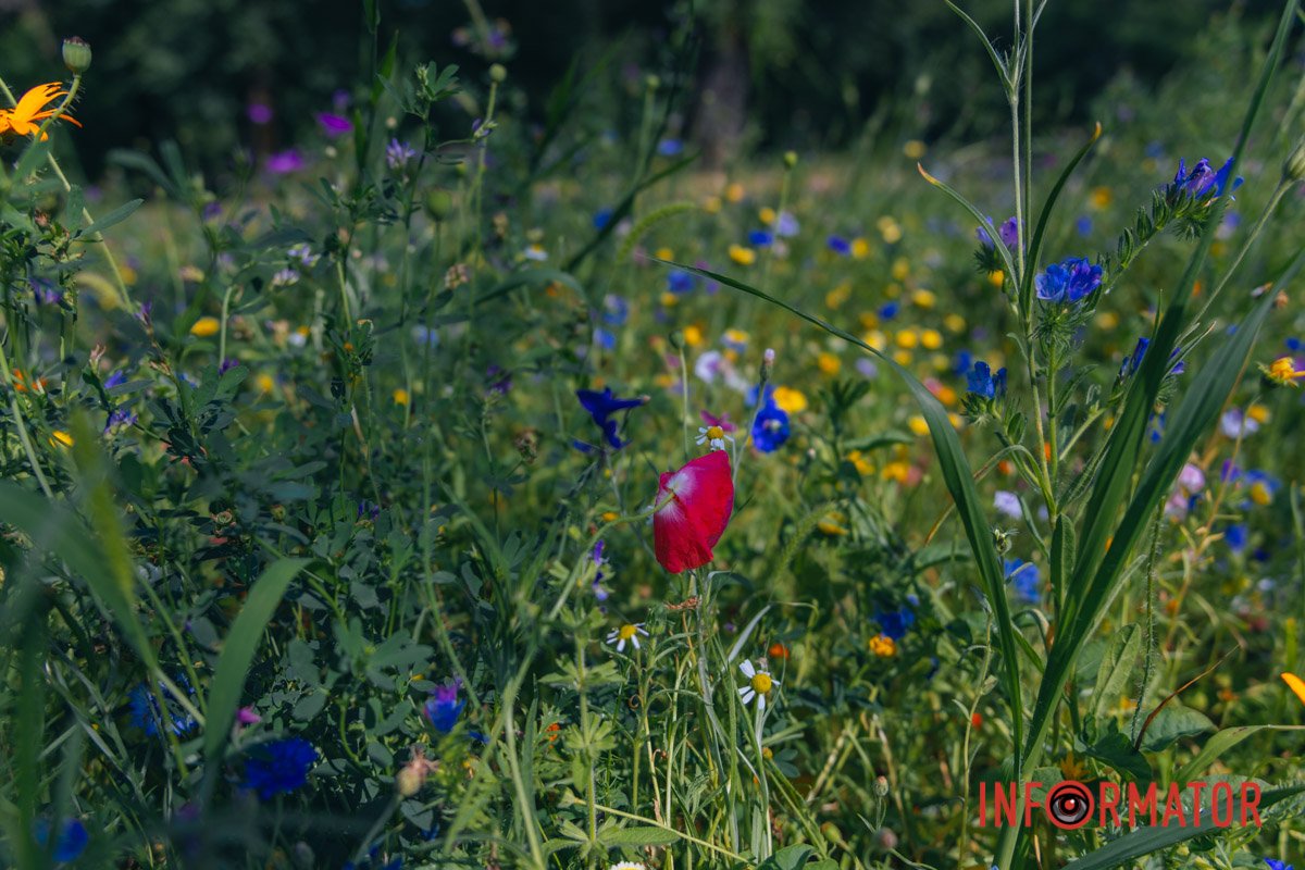 Ох, скільки їх тут!