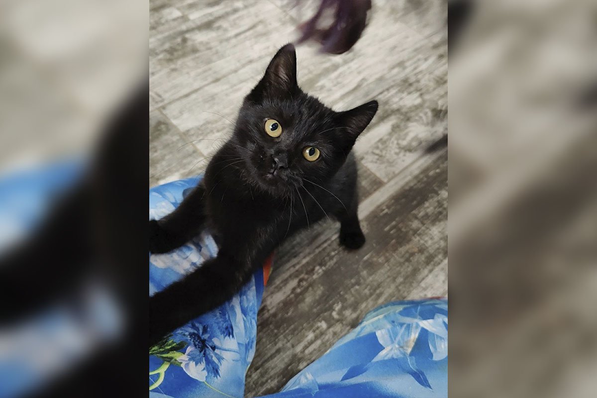 Шанель, Біляшик та інші: чотирилапі друзі шукають свою родину у Дніпрі 3