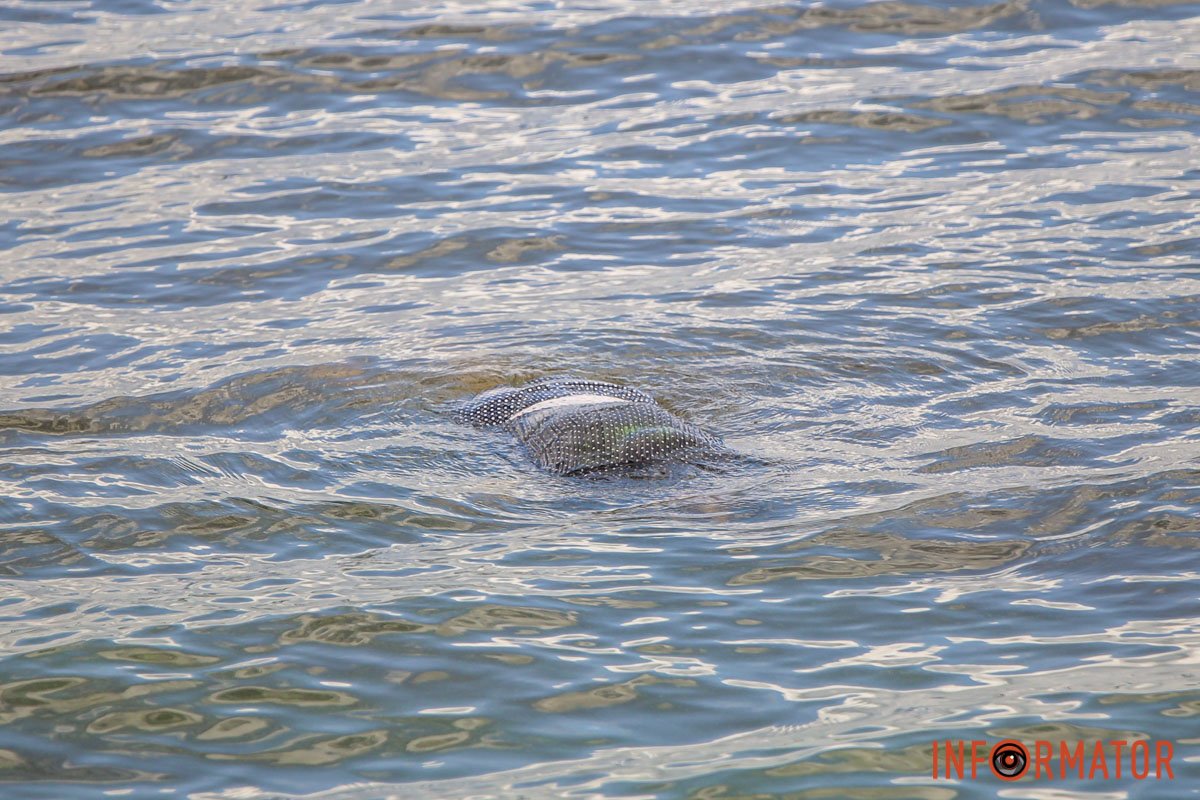 Тіло у воді