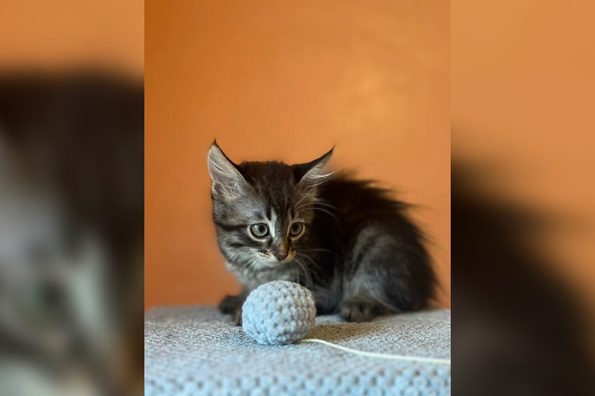 Мариша Мариша