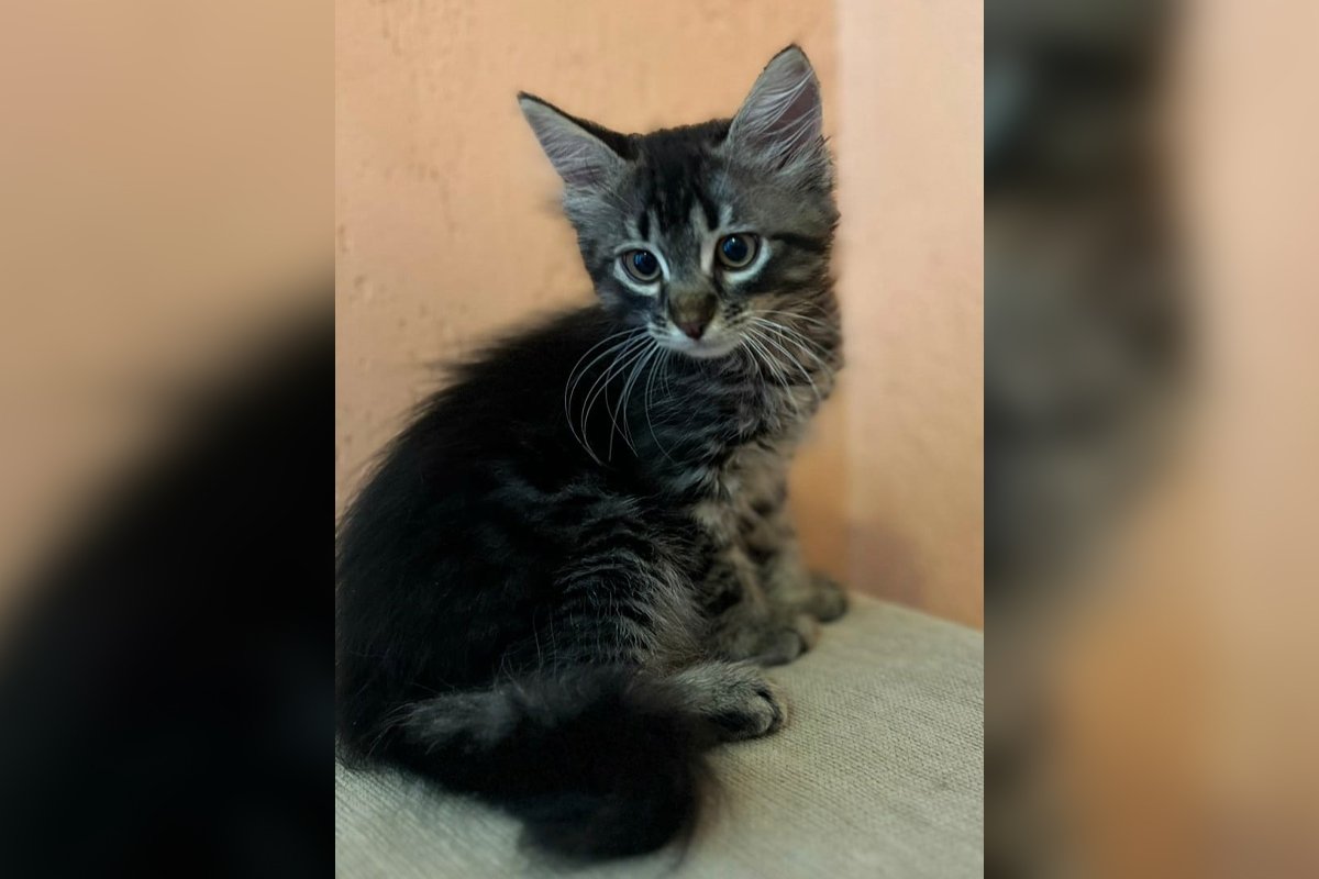 Мирон Мирон