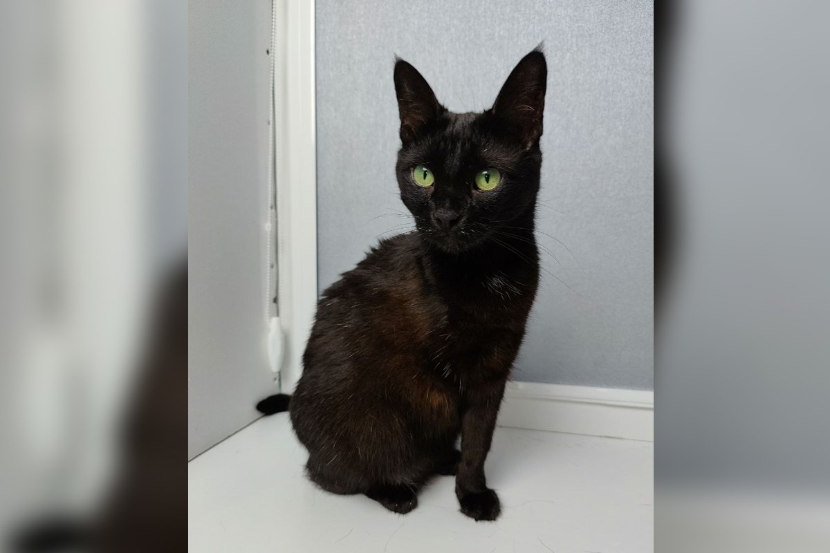 Монахиня Черника