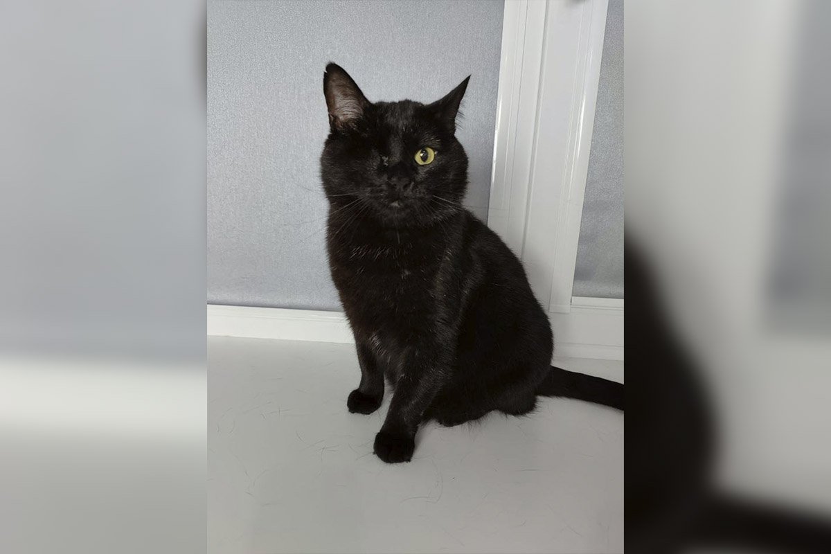 Черчилль Черчилль