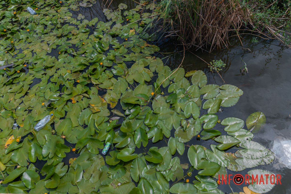 Краса намагається пробитись