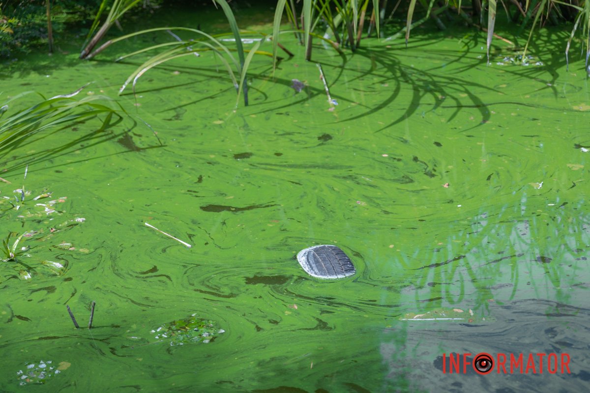 Шина у воді