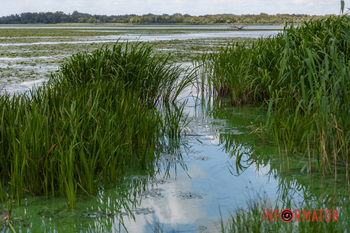 Тут накопичується сміття від відпочивальників