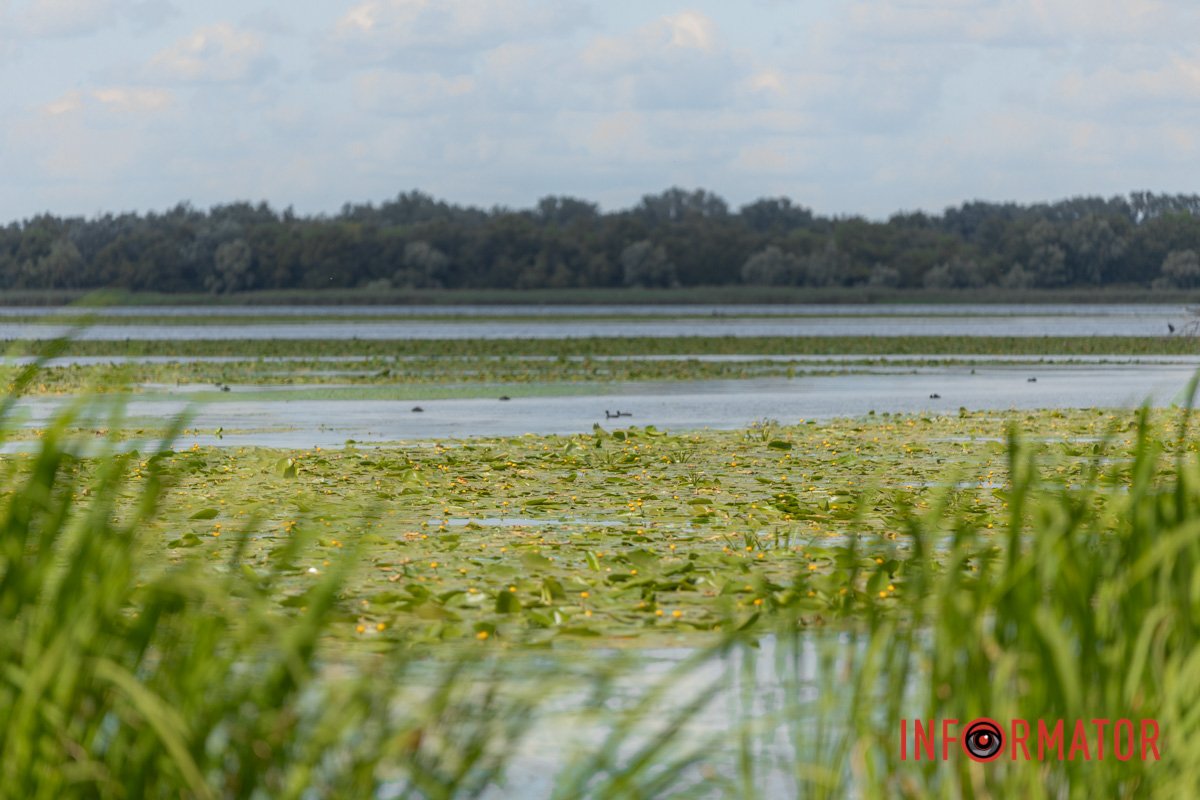 Водорості виділяють у воду продукти своєї життєдіяльності