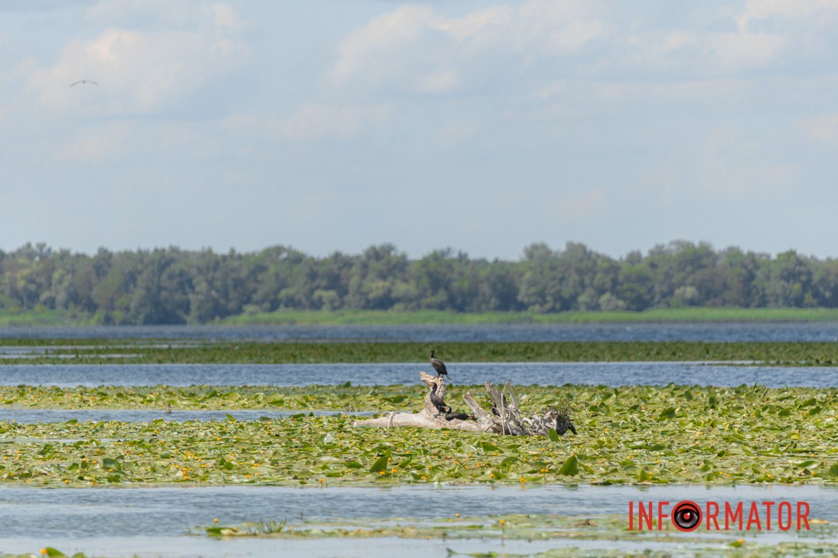 Купатися у такій воді небезпечно для здоров’я