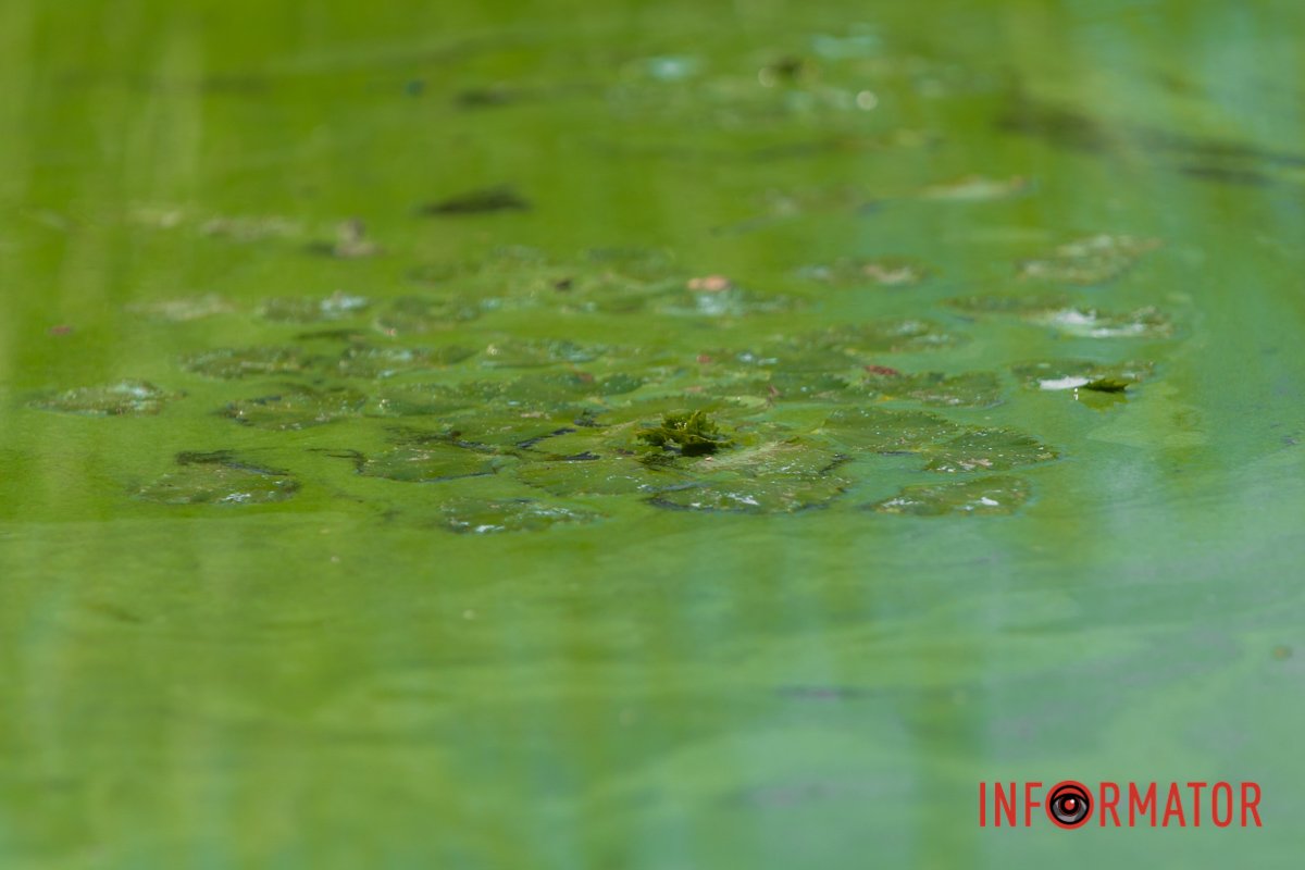 Ймовірна причина цього явища - масове розмноження водоростей через спеку