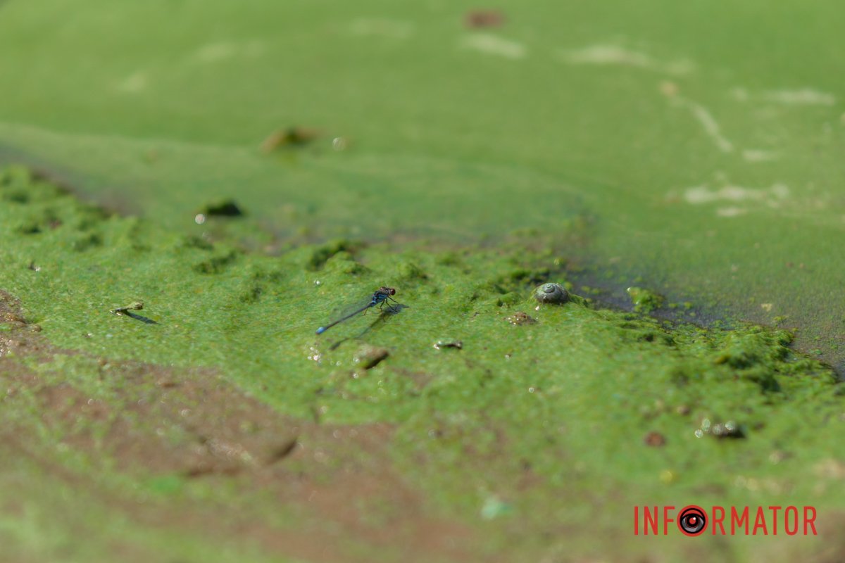 Це водорості