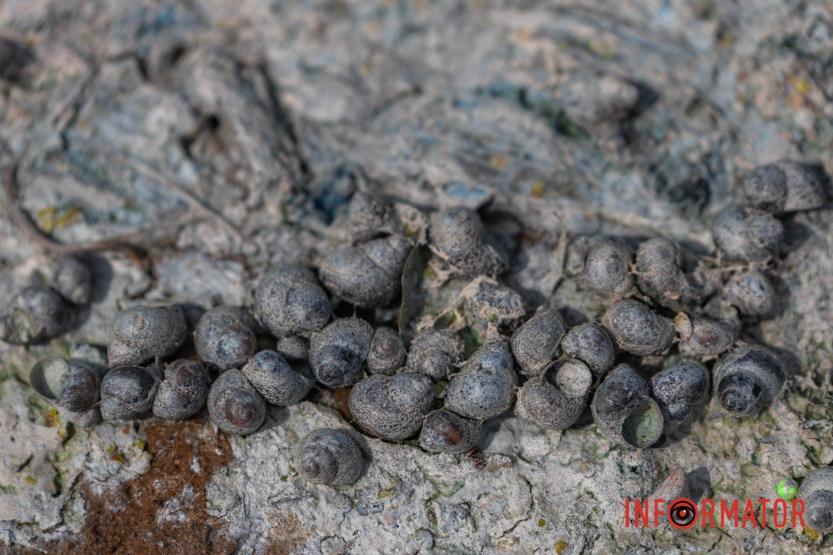  На поверхні води з'явилися зелені розводи