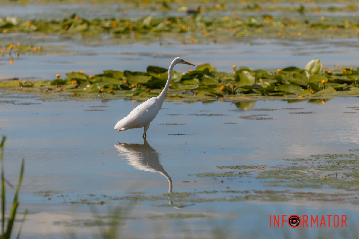 Займається пташиними справами