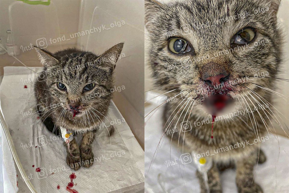 Кішечка Глорія