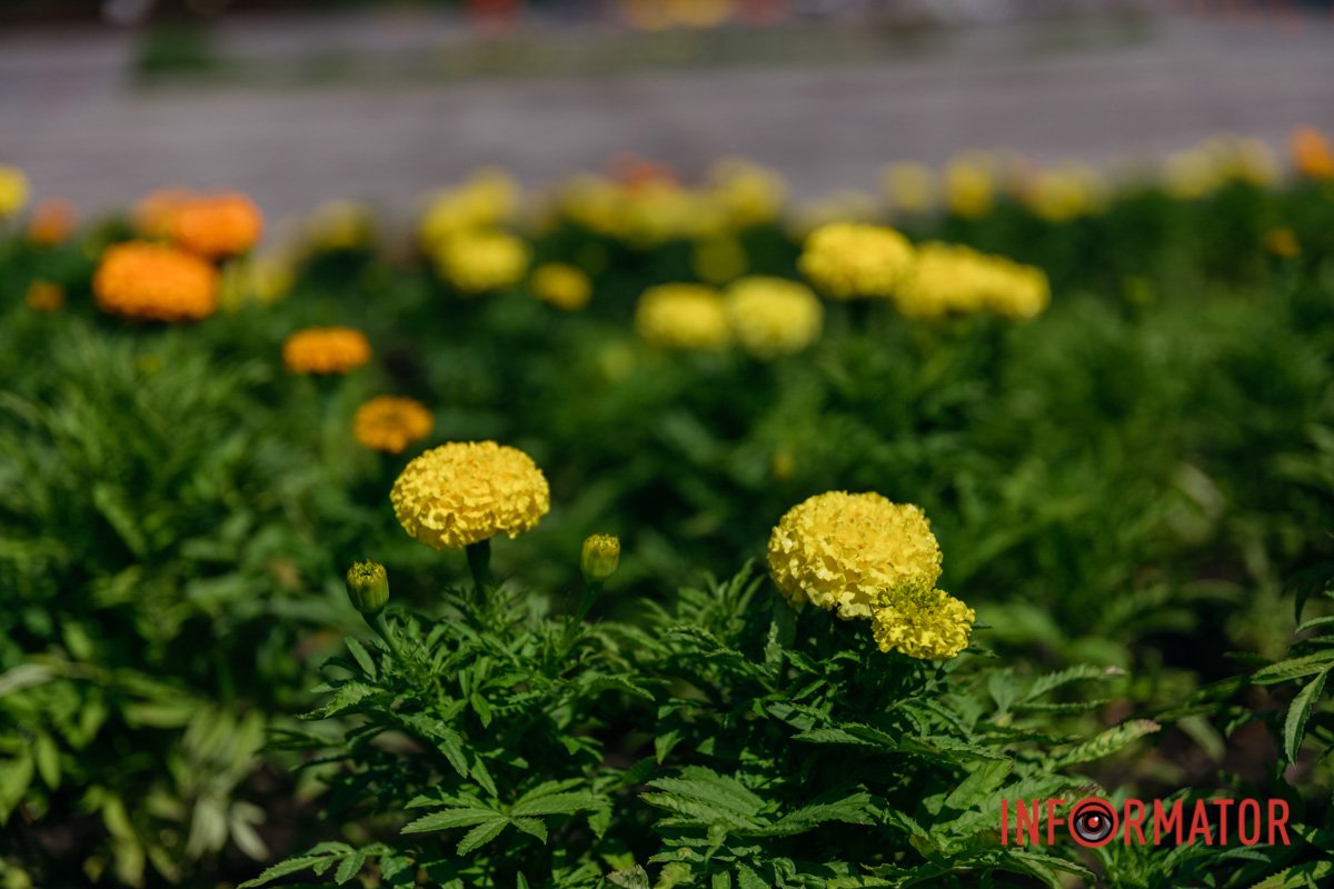 Краса рідного міста