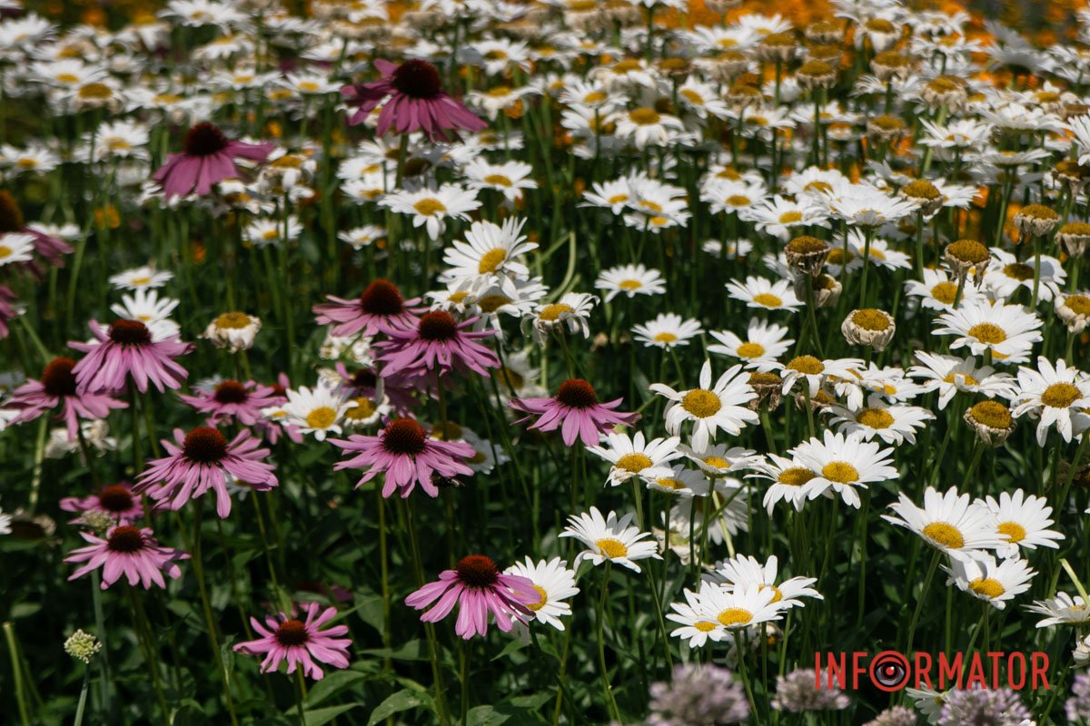 Шкода, що камера не передає цей аромат Шкода, що камера не передає цей аромат