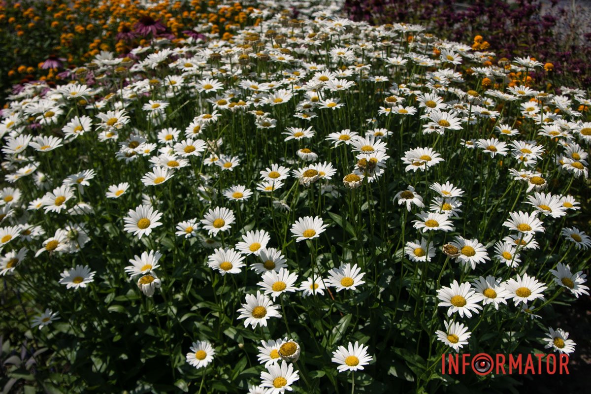 Все буде добре Все буде добре