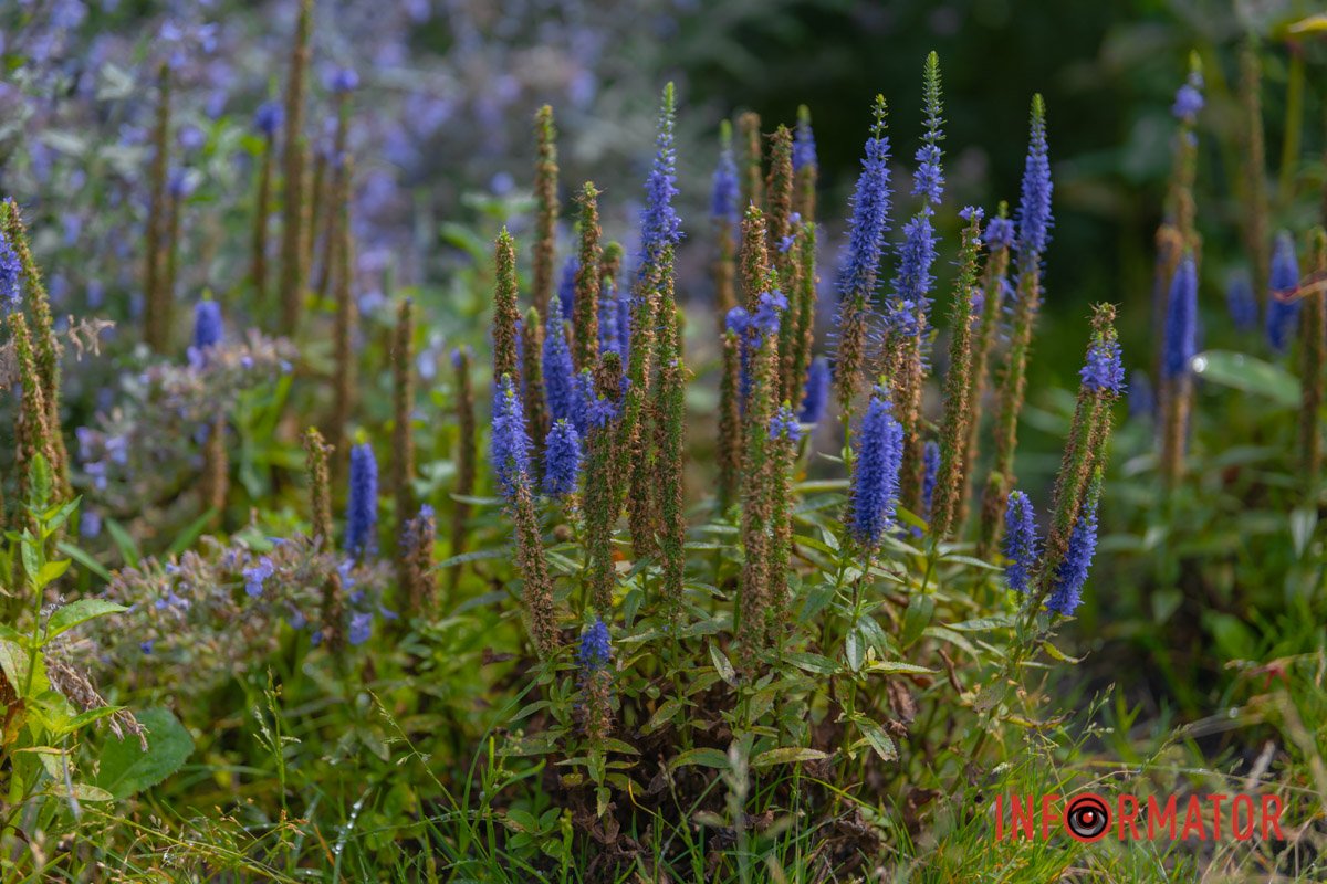 Тут можна насолодитись запахами м’яти, тим’яну та ехінацеї