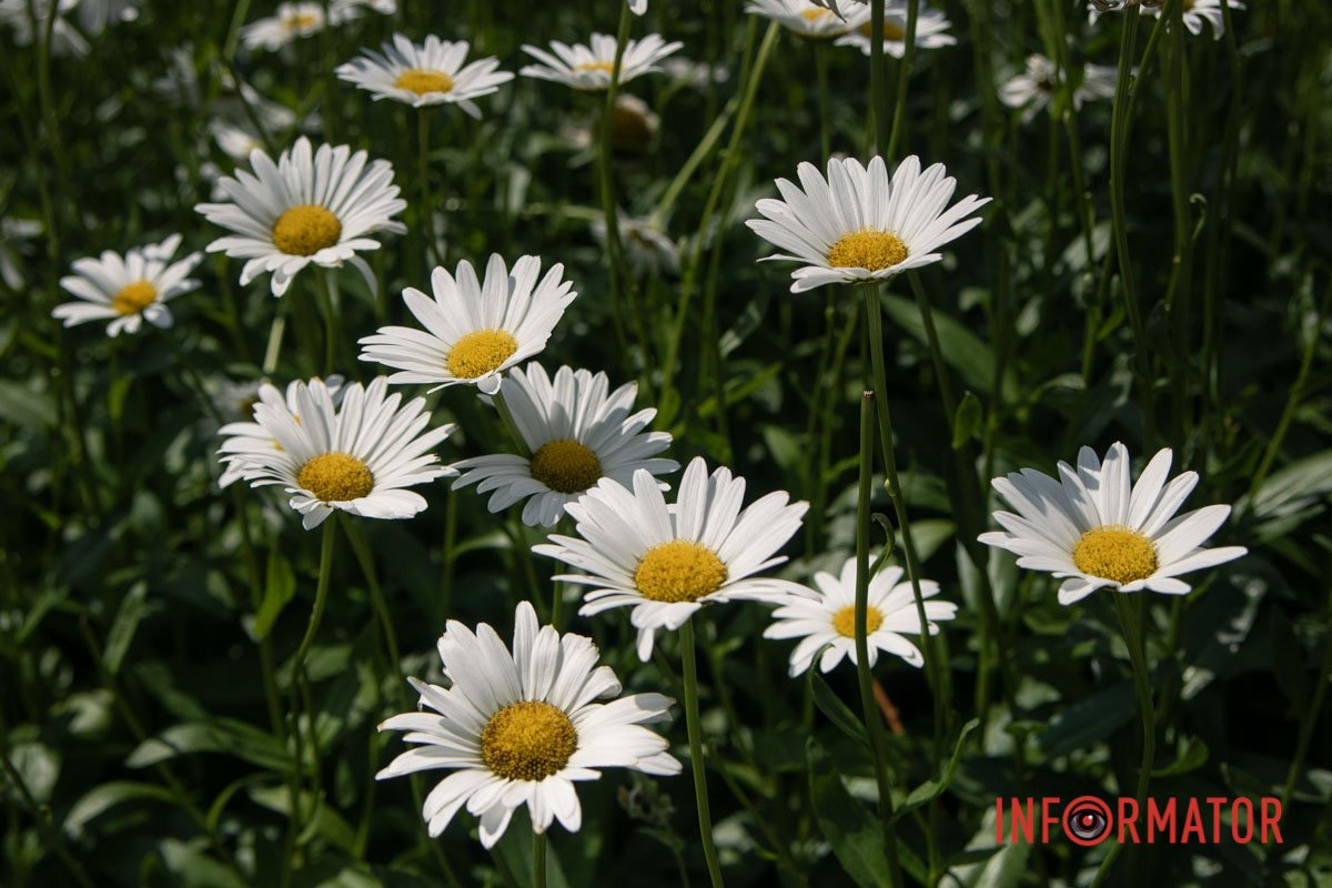 Ці пряні рослини створюють неповторну ландшафтну аромокомпозицію Ці пряні рослини створюють неповторну ландшафтну аромокомпозицію