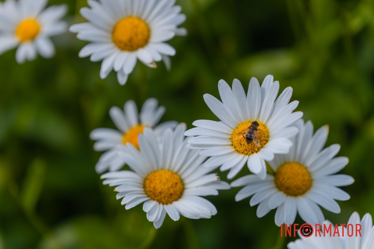 Лугові квіти та трави