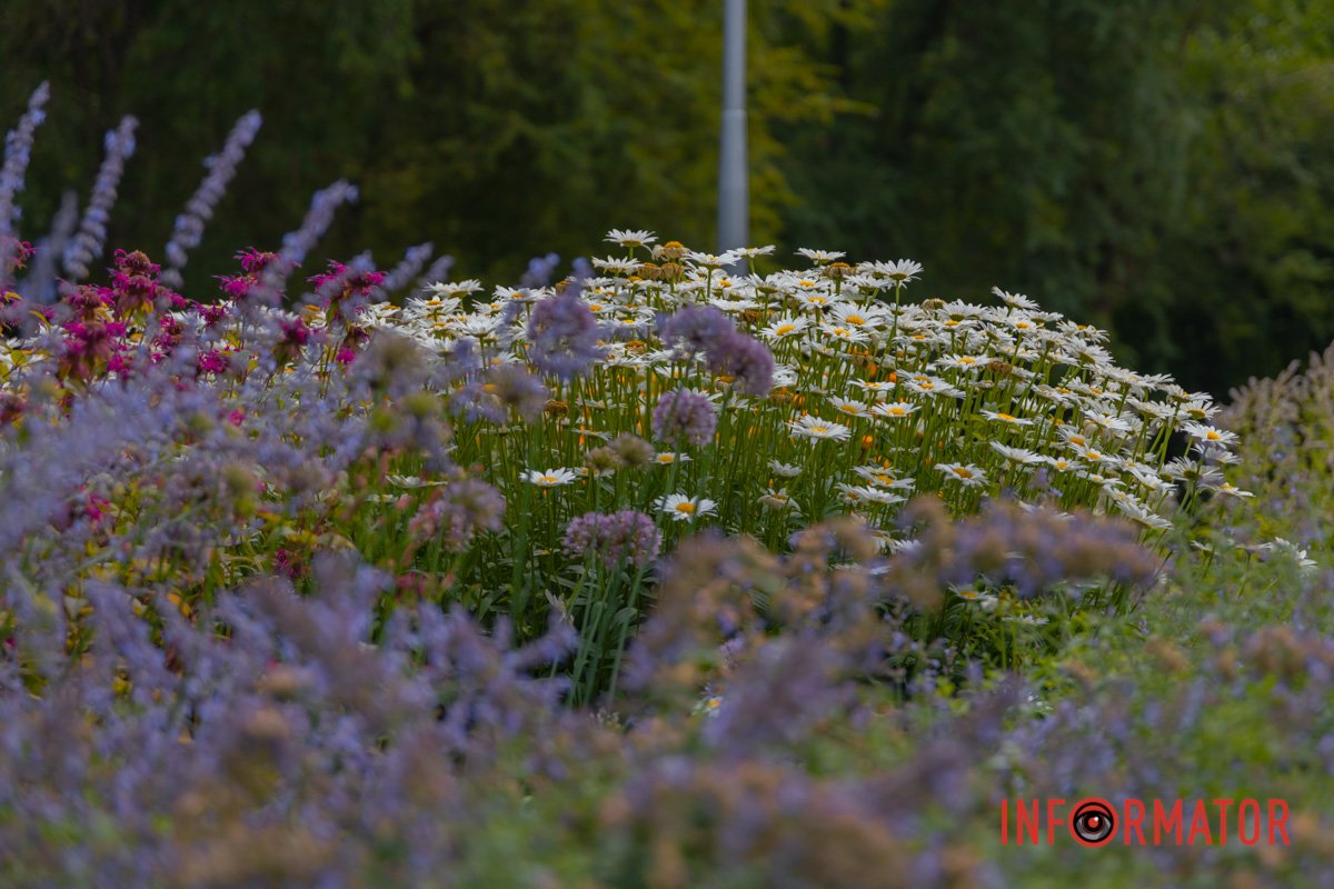 Клумбу висадили чотири роки тому
