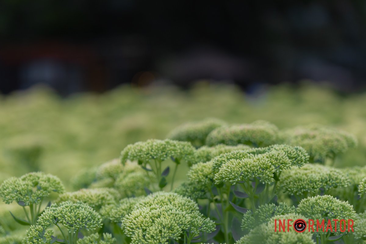 Наче листівка