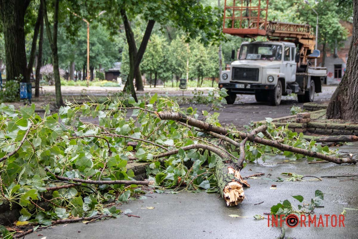 Всюди гілки