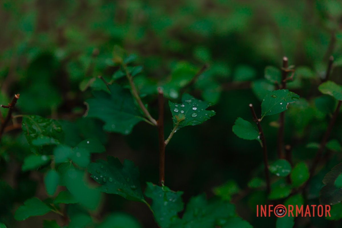 Краплі дощу