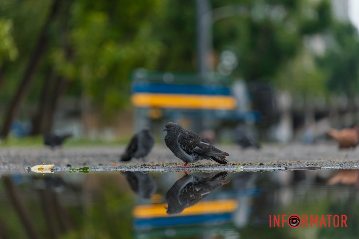 Але їх може побачити не кожен