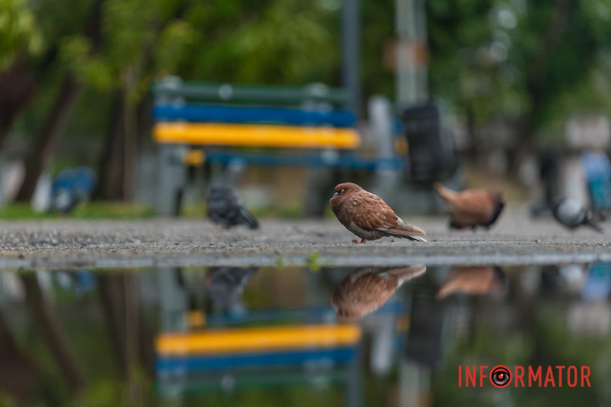 Він перетворює вулиці міста та паркові зони на казкові місця